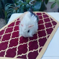 خوکچه هندی|موش و خرگوش|کلاله, |دیوار