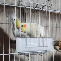 جفت طوطی عروس هلندی|پرنده|بجنورد, |دیوار