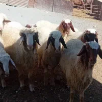 بره قوچ سنجابی میش مهربان گوسفند در کرمانشا|حیوانات مزرعه|خرم‌آباد, |دیوار