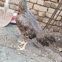 مرغ لاری  نصل دار دونگ بالا