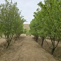 باغ بادام و سنجد در کنار اتوبان آذرشهر عجب شیر|فروش زمین و ملک کلنگی|آذرشهر, |دیوار