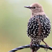 پرنده