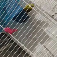 مرغ عشق پروانه ای با تخم|پرنده|تربت‌حیدریه, شهرک ولیعصر|دیوار