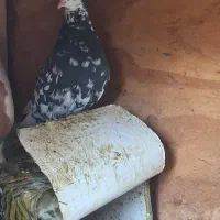 کبوتر شهری ماده گلدار