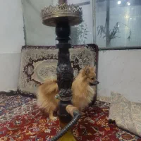 پامر روباهی ماده|سگ|صحنه, |دیوار