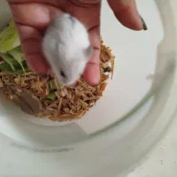 همستر زیبا وبازیگوش