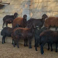 گوسفند. ۲۰راسبرهمادهقرهقزلافشارآبستندرجه۱|حیوانات مزرعه|بناب, |دیوار