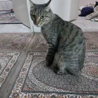 واگذاری گربه|گربه|اسلام‌شهر, شهرک واوان|دیوار