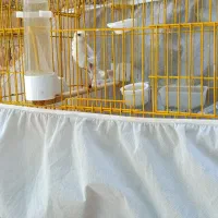 قناری|پرنده|مهاباد (آذربایجان غربی), |دیوار