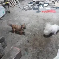 فروش ۴عدد سگ پامه روباهی|سگ|ایذه, |دیوار