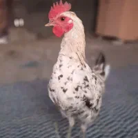 نیمچه خروس گلین لری اصیل کمیاب