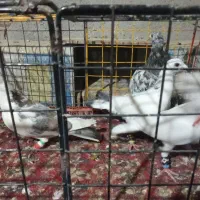 کبوتر|پرنده|نیشابور, شهید بهشتی|دیوار