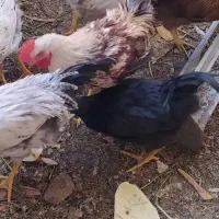 خروس