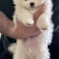 توله پامر خرسی دوماهه فقط 10900