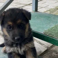 توله ژرمن شپرد