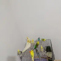 عروس هلندی لوتینو نروماده سروحال و آس ومرغ عشق|پرنده|قزوین, |دیوار