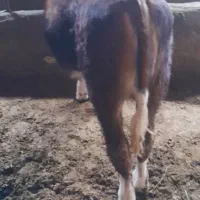 گوساله  ماده سیمیتال