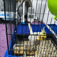 یک عدد عروس هلندی نر|پرنده|ابهر, |دیوار