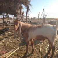 کهره گلابی کاموری