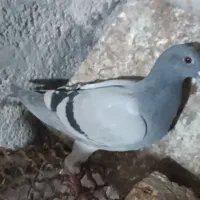 جوجه سبز|پرنده|تربت جام, شهرک آزادگان|دیوار