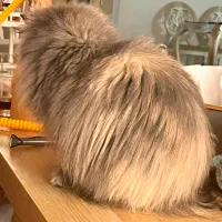 پرشین خالص خاص