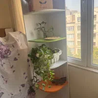 کنجی و بقل تختی