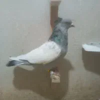 کبوتر  سینه