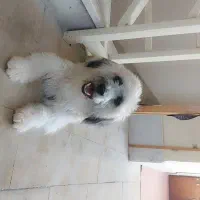 واگزاری سگ شیتزو|سگ|سلماس, |دیوار