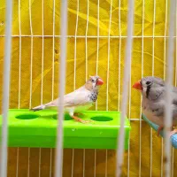 یک جفت فنچ رنگ خاص