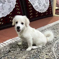 سگ نژاد شیتزو و مالتیز