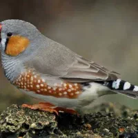 فنچ و مرغ عشق