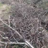 هیزم چوب اتشی