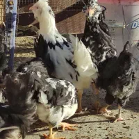 نیمچه گلین فول چهل تاج ریش کاکل|حیوانات مزرعه|شاهین‌شهر, گزبرخوار|دیوار