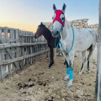 اسب مادیون با کره