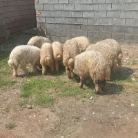 بره نر و ماده تکی وجمله کیلویی و نظری