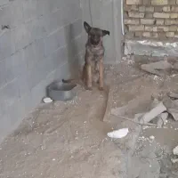 سگ ژرمن یک ساله