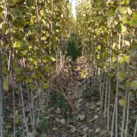 نهال صنوبر|خدمات باغبانی و درختکاری|صوفیان, |دیوار