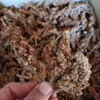 سماق تازه