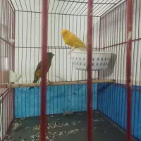 یک جفت قناری|لوازم جانبی حیوانات|هریس, |دیوار