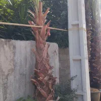 پالم.یاس.چمن|گل و گیاه طبیعی|رودسر, |دیوار