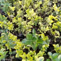 پالم شمشاد یاس هلندی یوکا|گل و گیاه طبیعی|شلمان, |دیوار