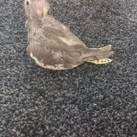 طوطی عروس|پرنده|چمران, |دیوار