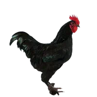مرغ و خروس