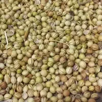 خرید گشنیز