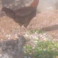 مرغ|حیوانات مزرعه|مشهد, خواجه ربیع|دیوار