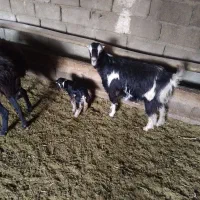 یک عدد بز و بزغاله شکم دومشو بز زاییده|حیوانات مزرعه|رباط‌کریم, رباط‌کریم|دیوار