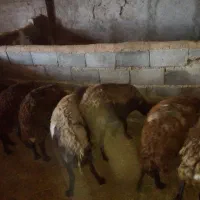 میش