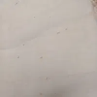 موکت دست دوم|موکت|اصفهان, شفق|دیوار