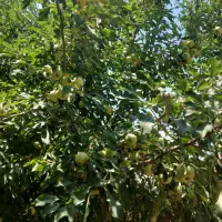 باغ گردو|فروش زمین و ملک کلنگی|شازند, |دیوار