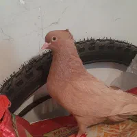 زردماده و دم قهوه معاوضه
